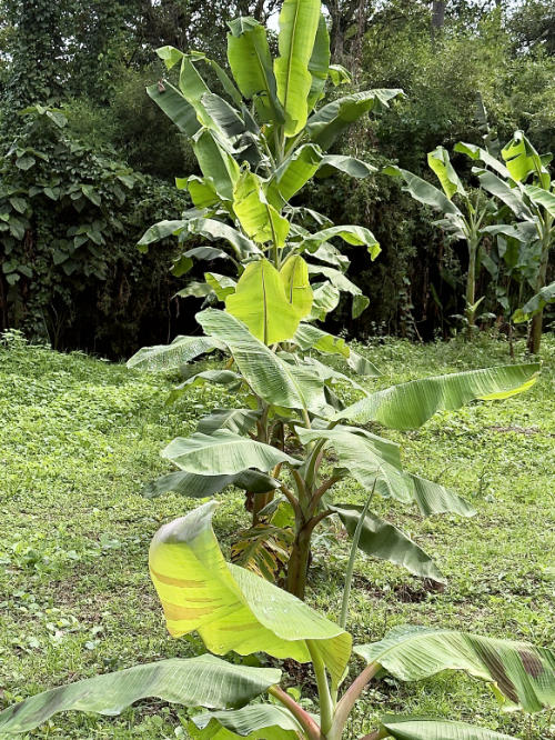 Banana trees in rotation