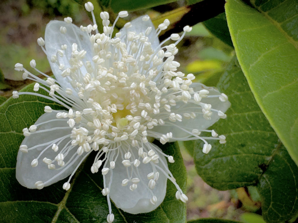 Guayaba blossom
