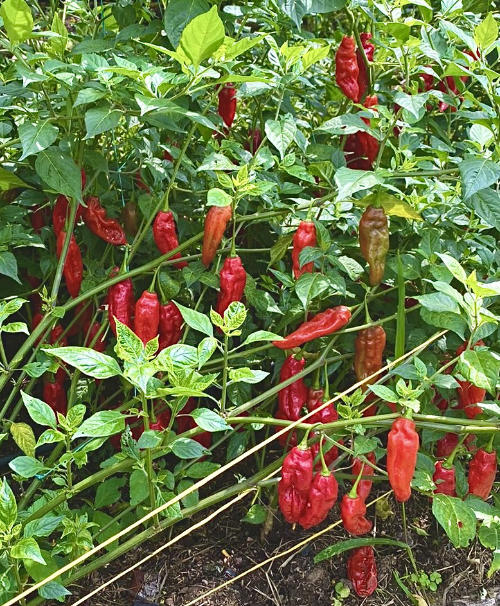Chilies on the vine