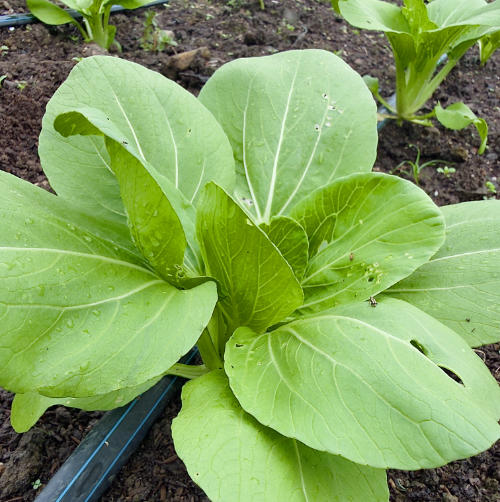 Pak Choi