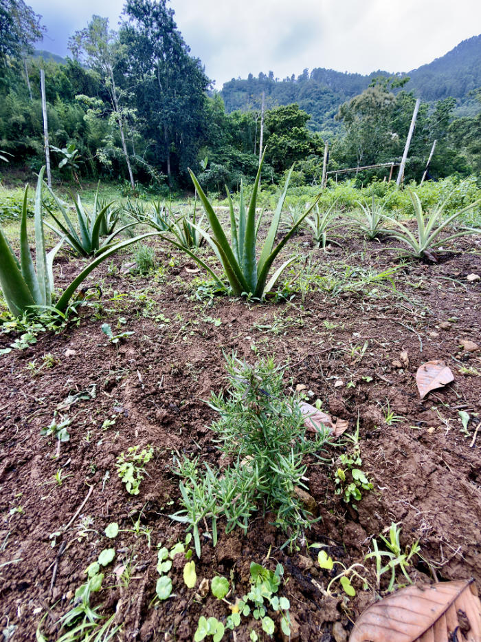 Rosemary Aloe Pineapple