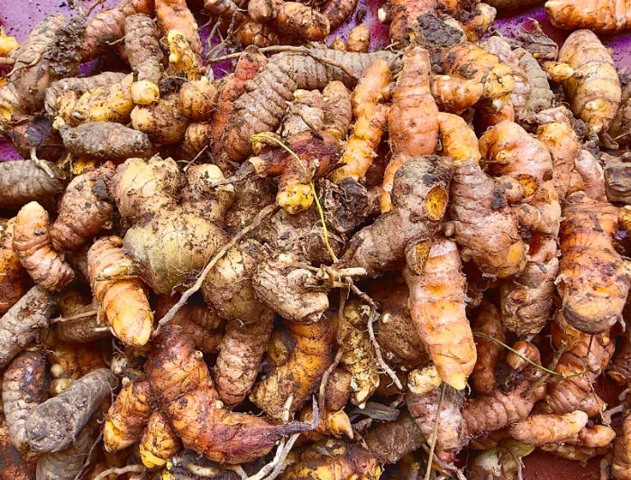 Turmeric