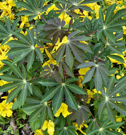 Yuca and guayacan blossoms
