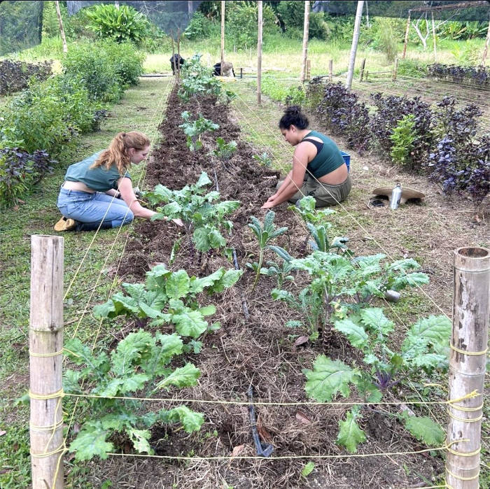 Kale rows
