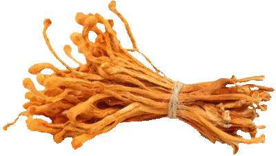 Cordyceps