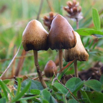 Psilocybin