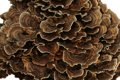 Turkey Tail
